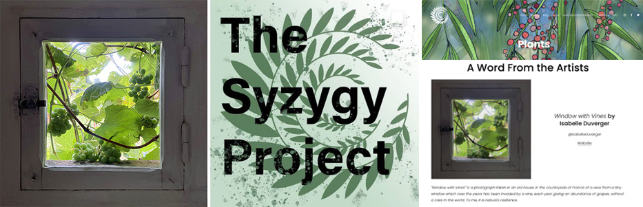 Syzygy project Window with vines